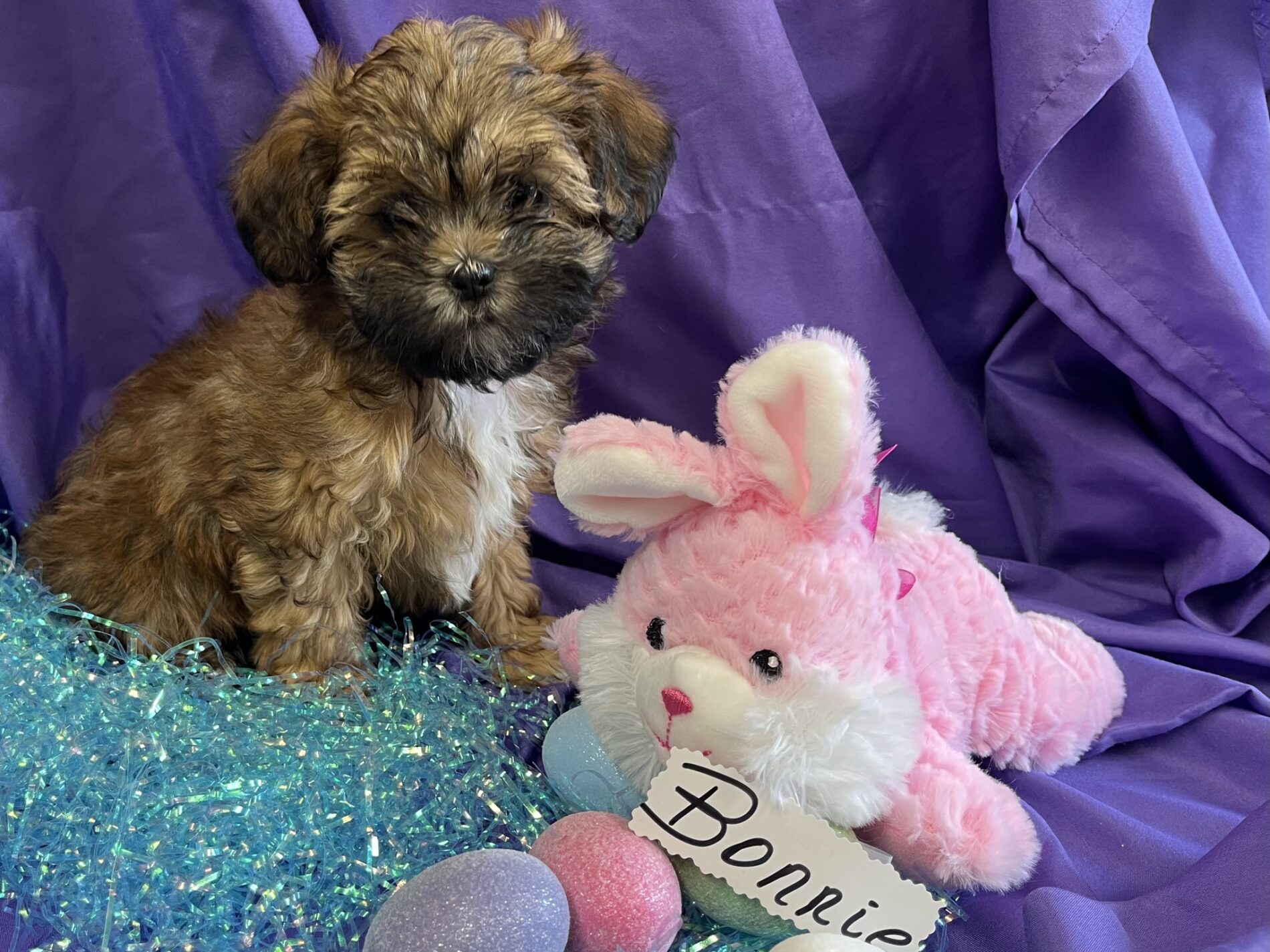 Bonnie Available Puppy 