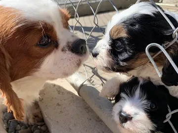Three puppies interact through a chain-link fence, with sunlight highlighting their fur and faces.