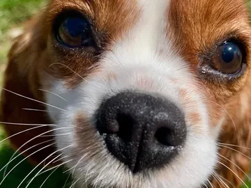 Close-up of a brown and white dog's face, focusing on its nose and eyes, with grass visible in the background.