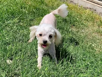Small white dog with a short haircut stands on green grass, looking toward the camera with its tongue out.