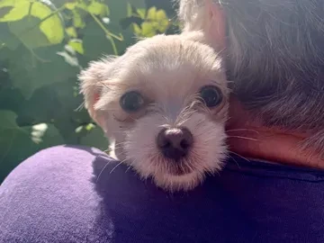 Small dog with light fur resting its head on a person's shoulder, with greenery in the background.