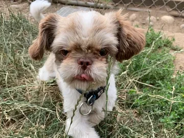 Small, fluffy dog with a collar standing in tall grass near a chain-link fence, tongue slightly sticking out.