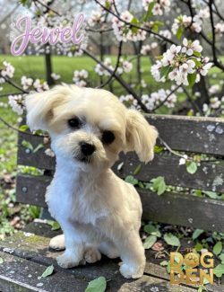 Small white dog sits on a wooden bench outdoors with blooming flowers in the background. "Jewel" and "The Dog Den" logos appear.