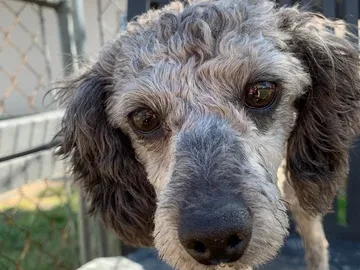 Close-up of a curly-haired gray dog looking directly at the camera in an outdoor setting near a chain-link fence.
