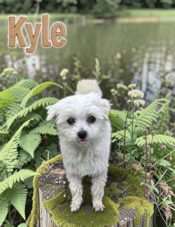 Small white dog standing on a mossy tree stump near a pond, with "Kyle" written in large text in the top left corner.