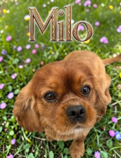 Brown puppy sitting on grass with small purple and yellow flowers, with the name "Milo" written above its head.