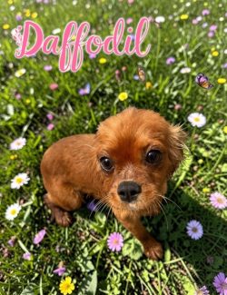 Brown puppy sits on grass among small flowers, with the word "Daffodil" in pink text above.