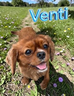 Small brown dog with floppy ears stands on a grassy path with wildflowers; the word "Venti" appears in blue text.