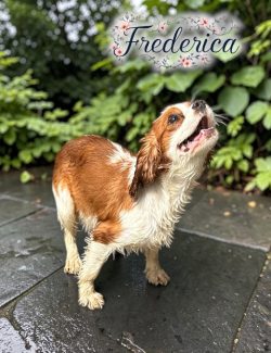 A wet Cavalier King Charles Spaniel stands on a stone path, with "Frederica" written above in decorative script.