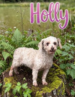 Small curly-haired dog standing on a mossy tree stump outdoors, with the name "Holly" written above in pink letters.