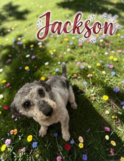 Jackson - blue Merle Poodle