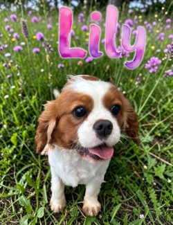A small brown and white dog sits in a field of purple flowers with the name "Lily" written above in pink letters.
