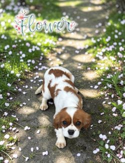A small brown and white puppy stands on a garden path covered in scattered pink flower petals. The word "Flower" appears above.