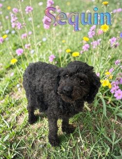 A small black curly-haired dog stands on grass with purple and yellow wildflowers; the word "Sequin" appears above.