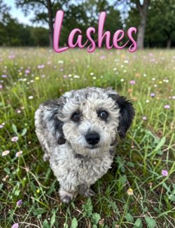 Lashes - blue Merle Poodle