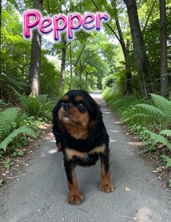 A small black and brown dog stands on a wooded path under trees, with the name "Pepper" in neon letters above.