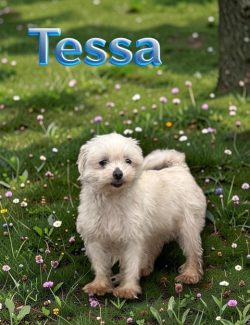 A small, white dog stands on grass with wildflowers. The name "Tessa" appears in blue text at the top.