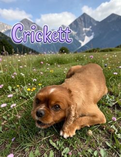 A small brown puppy lies on grass with wildflowers, mountains in the background, and the word "Crickett" above.