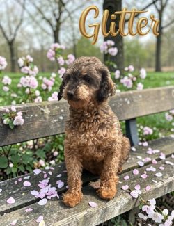 Glitter - Poodle